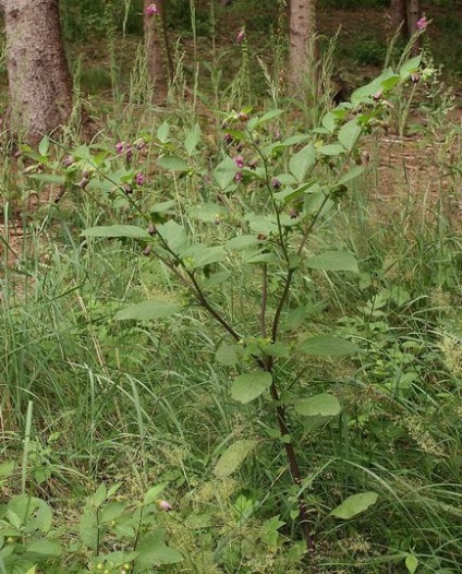 Bomboane de fructe de padure toxice