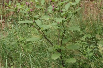 Bomboane de fructe de padure toxice