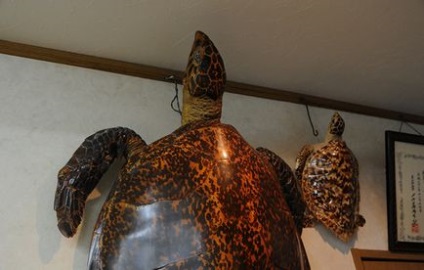 Japán termékek teknősbékahéjjal