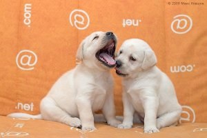 Мова, якою спілкуються собаки - поведінка собак
