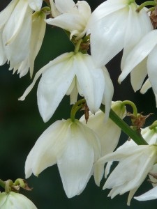 Grădina Yucca - îngrijire de toamnă, pregătire pentru iarnă