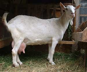Зааненскіе кози - опис породи фото, відео, моя улюблена дача