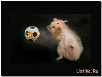 Imagini haioase de hamsteri
