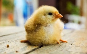 Навіщо потрібні вітаміни для курчат, на що впливає їх нестача