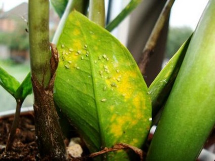 Замиокулькас - листя жовтіє, сохнуть і обпадають в домашніх умовах
