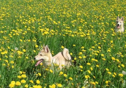 West Siberian Laika sfaturi privind îngrijirea de păr de câine foto cum să aibă grijă de haina