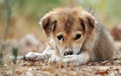 West Siberian Laika sfaturi privind îngrijirea de păr de câine foto cum să aibă grijă de haina