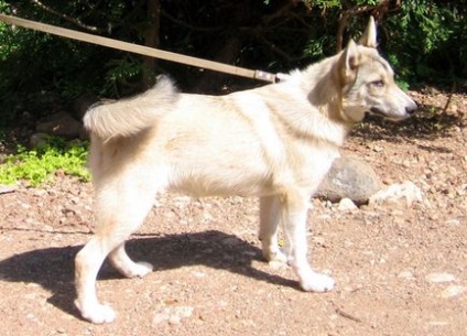 West Siberian Laika sfaturi privind îngrijirea de păr de câine foto cum să aibă grijă de haina