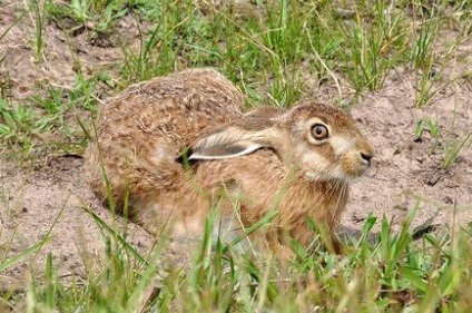 Hare-hare (lepus timidus) hare-hare, obiect de vânătoare, colorare, distribuție, greutate, greutate