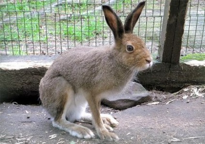 Hare-hare (lepus timidus) hare-hare, obiect de vânătoare, colorare, distribuție, greutate, greutate