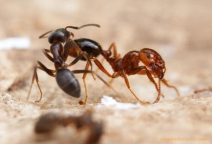 Жорстокі мурашині війни (53 фото) - Трініксі