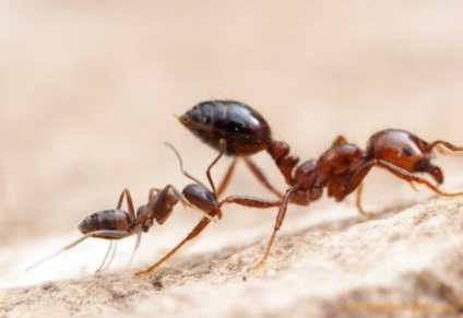 Жорстокі мурашині війни (53 фото) - Трініксі