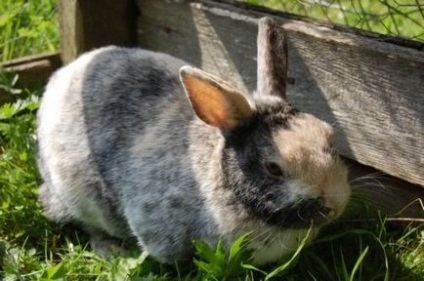 Жир кролика причини і профілактика ожиріння кроликів