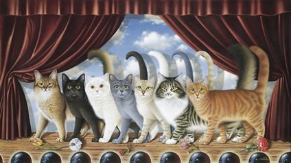 Festés és macskák - tenyészetben a Scottish fold macskák tisztességes népi