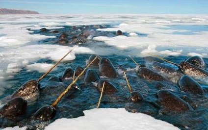 Descrieri și fotografii ale animalelor din Arctica