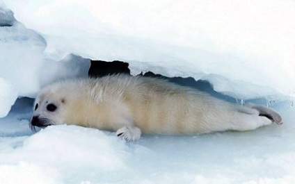 Descrieri și fotografii ale animalelor din Arctica
