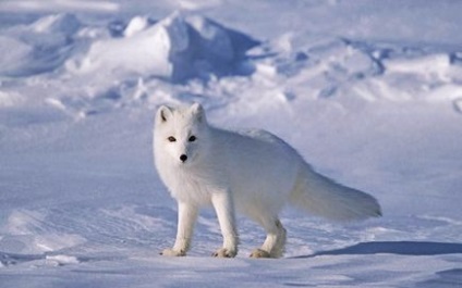 Descrieri și fotografii ale animalelor din Arctica
