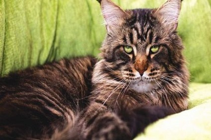 Журнал друг (кішки) ноябрь 2016, один - сайт-портал для любителів домашніх тварин