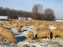 Зимовье овець