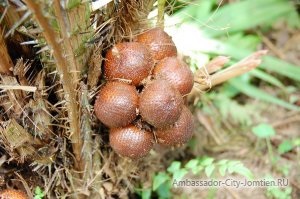Snakefruit hering, descriere și proprietăți, comentarii și comentarii