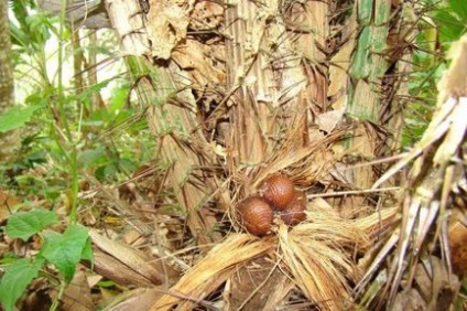 Snake Fruct (hering) proprietăți utile, cultivare, fotografie