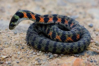 Змії приморського краю огляд, опис, види і особливості