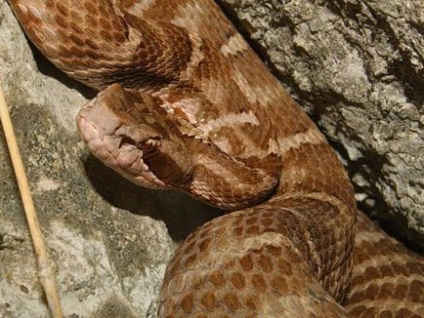 Змії приморського краю огляд, опис, види і особливості