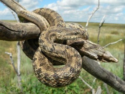 Snakes tengerparti szélén leírásához, a leírás, a típusok és funkciók (élek) Snakes Primorszki terület leírásához, leírás, típusa és jellemzői