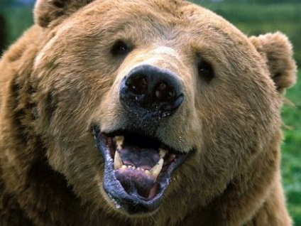 Semnificația unui animal totemic este un urs, dincolo de realitate