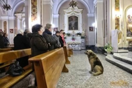 10 Найвідданіших собак