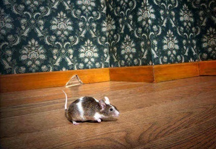 10 Способів як позбутися мишей в будинку і на ділянці