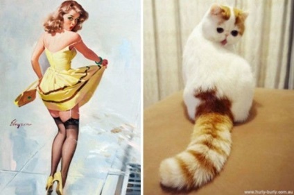 30 Приголомшливий кішок, які позують краще дівчат