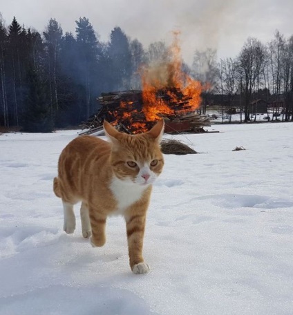 38 Vidám macska képek (fotók) 38 Vidám macska fotó