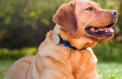 6 Gadgets pentru câini, Jurnalul de Mecanică Populară