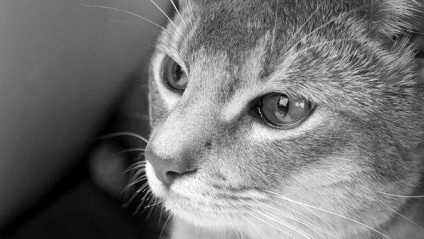 Абиссинские кішки 15 фото Абіссінії