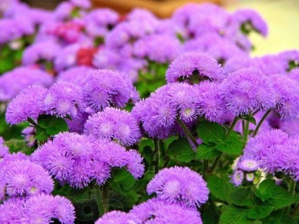 Ageratum, floare lungă