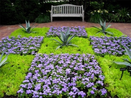 Ageratum, dolgotsvetka