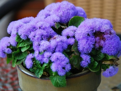 Ageratum, floare lungă