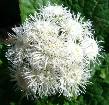 Ageratum, floare lungă