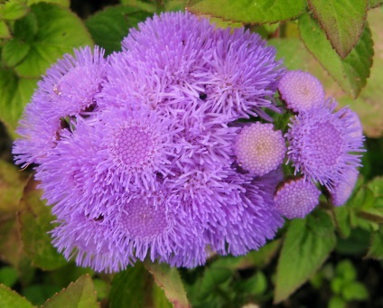 Ageratum, dolgotsvetka