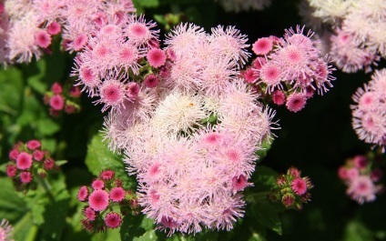 Ageratum, floare lungă