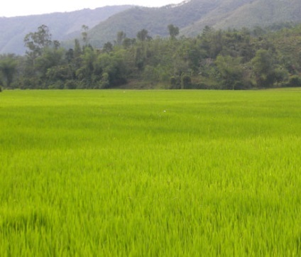 Vietnam a mezőgazdasági termékek