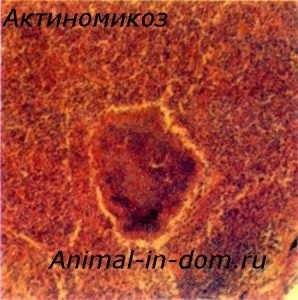 Actinomicoza animalelor, tratamentul animalelor domestice