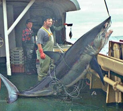 Mako cápa, fotók