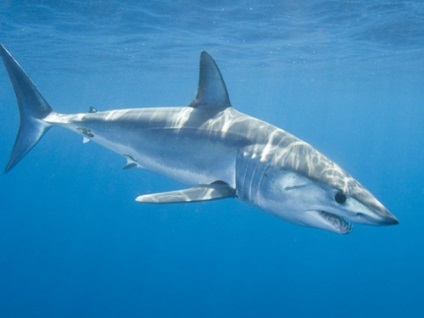 Shark mako, fotografie