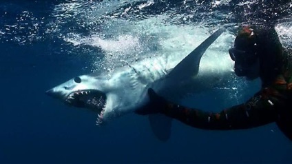 Mako cápa fotó és leírás