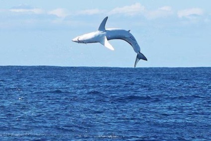 Shark-mako fotografie și descriere