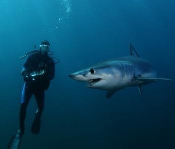 Shark-mako fotografie și descriere