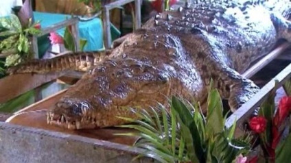 Alligator poncho din spectacolul chito