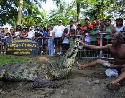 Alligator poncho din spectacolul chito